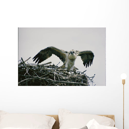 Wild Kestrel Wall Mural