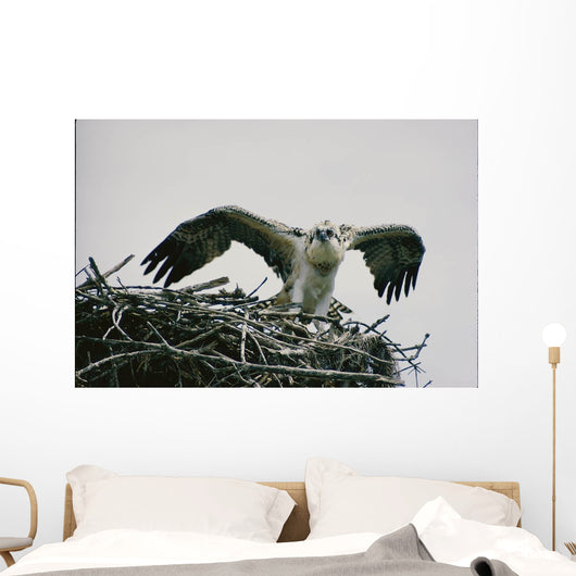 Wild Kestrel Wall Mural
