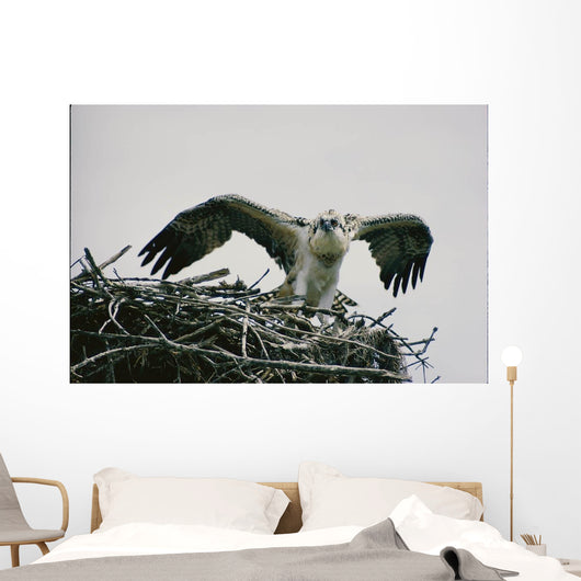 Wild Kestrel Wall Mural