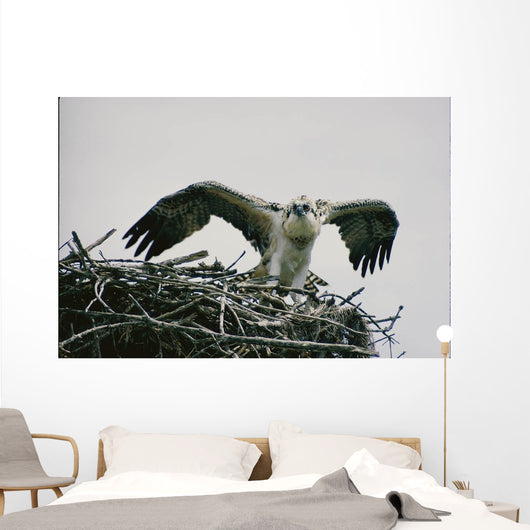 Wild Kestrel Wall Mural