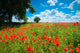 Summer Poppy Field Wall Mural