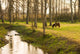 Pony Grazing in Rural Setting Wall Mural