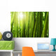 Bamboo forest. Wall Mural