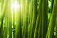 Bamboo forest. Wall Mural