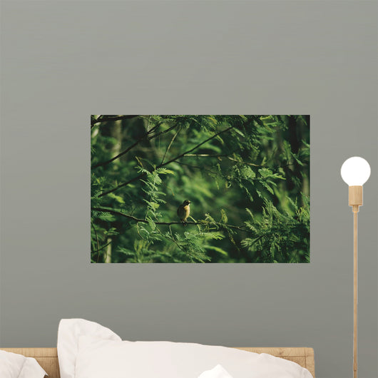 Yellow Forest Bird Madagasgar Wall Mural