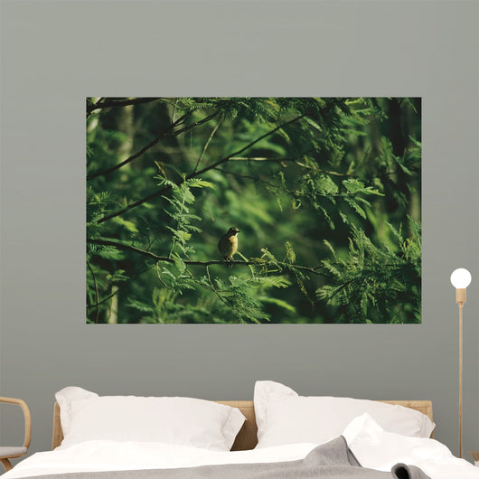 Yellow Forest Bird Madagasgar Wall Mural