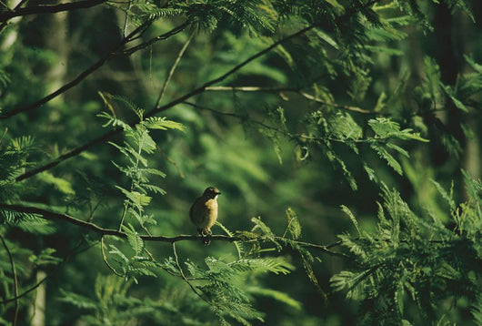 Yellow Forest Bird Madagasgar Wall Mural
