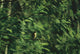 Yellow Forest Bird Madagasgar Wall Mural