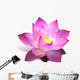Magenta Lotus Flower Wall Decal