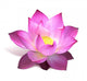 Magenta Lotus Flower Wall Decal