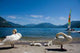 Cygnes Et Lac Wall Decal