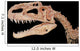 Restaurated Bones Wall Mural