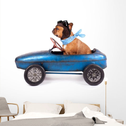 Hund Mit Rennfahrer Kappe Wall Decal