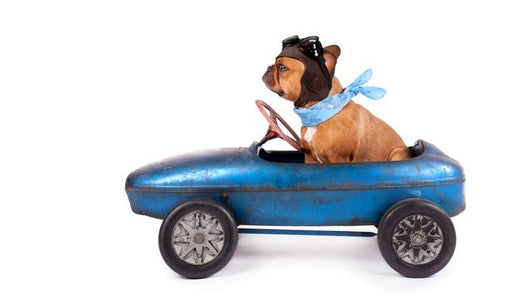 Hund Mit Rennfahrer Kappe Wall Decal