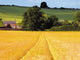 Farmland with Cereal Crops Wall Decal Design 3
