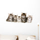 Siberian Forrest kittens Wall Decal