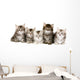 Siberian Forrest kittens Wall Decal