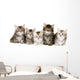 Siberian Forrest kittens Wall Decal