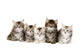 Siberian Forrest kittens Wall Decal