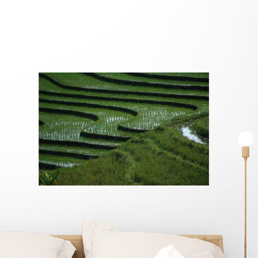 Rizieres Wall Decal