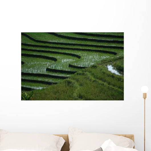 Rizieres Wall Decal