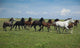 Horses Running / blue sky and green grass Wall Mural