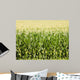 Cornfield Wall Mural