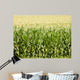 Cornfield Wall Mural