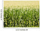 Cornfield Wall Mural