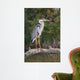 Adult Gray Heron Waiting for Fish Wall Mural