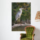 Adult Gray Heron Waiting for Fish Wall Mural