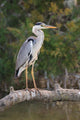Adult Gray Heron Waiting for Fish Wall Mural