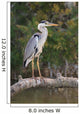 Adult Gray Heron Waiting for Fish Wall Mural