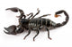 Scorpion Wall Decal