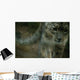 A Snow Leopard Wall Mural