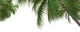 Palm Solo Wall Decal