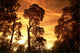 Aurora Fontainebleau Forest Wall Mural