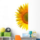Sunflower on a white background Wall Decal