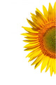 Sunflower on a white background Wall Decal