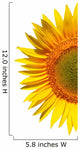 Sunflower on a white background Wall Decal