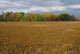 Autumn Soy Field Wall Decal