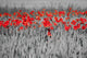 Red Poppies Black White Wall Mural