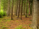 Forest Wall Mural