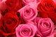 Pink and Red Roses Bouquet Wall Mural