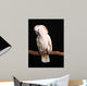 Calm Male Moluccan Cockatoo on Black Wall Mural