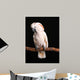 Calm Male Moluccan Cockatoo on Black Wall Mural
