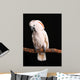 Calm Male Moluccan Cockatoo on Black Wall Mural