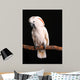 Calm Male Moluccan Cockatoo on Black Wall Mural