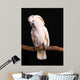 Calm Male Moluccan Cockatoo on Black Wall Mural