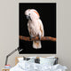 Calm Male Moluccan Cockatoo on Black Wall Mural
